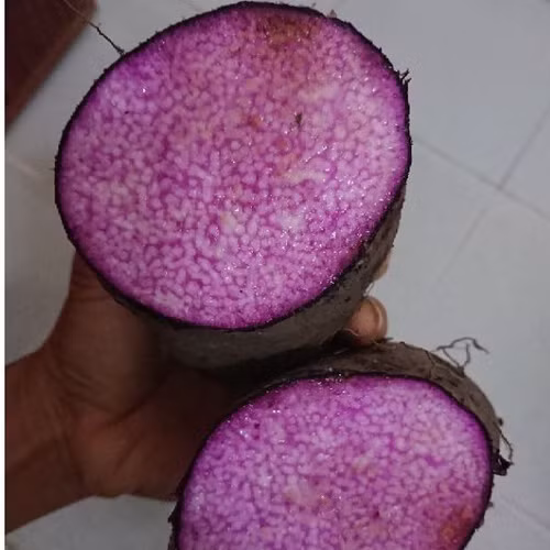 Ngoài ra, khoai mỡ tím cũng có khả năng giảm cholesterol và hỗ trợ quản lý cân nặng. Chất xơ trong khoai mỡ tím giúp cải thiện chức năng tiêu hóa, ổn định đường huyết và giảm nguy cơ bệnh tim mạch.