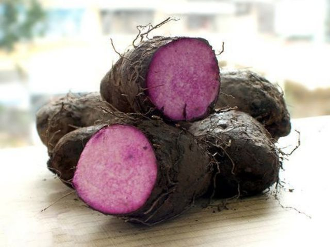 Đặc biệt, chất anthocyanin trong màu tím của khoai mỡ tím còn được cho là có tác dụng chống viêm và chống ung thư.