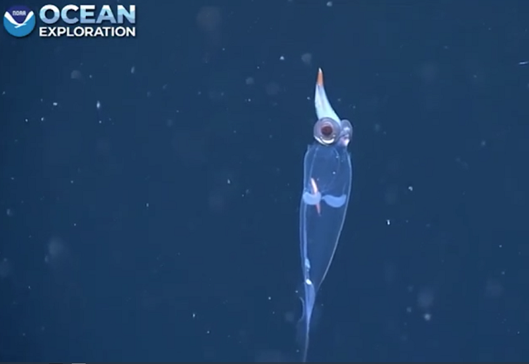 Nhóm nghiên cứu trên tàu Okeanos Explorer của Cơ quan Quản lý khí quyển và đại dương quốc gia Mỹ (NOAA) đã ghi lại hình ảnh con mực kỳ lạ này.