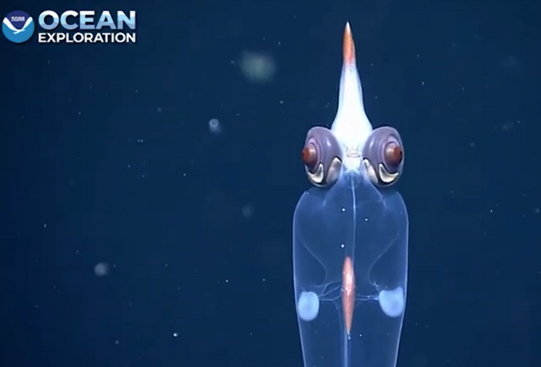 Con mực lộn ngược từ từ xuống lòng đại dương, và cơ thể của nó có độ trong suốt đặc biệt. Điều thú vị là có thể nhìn thấy nội tạng của con mực qua lớp trong suốt này, trong đó tuyến tiêu hóa lớn nhất có màu đỏ và hai túi màu trắng gọi là mang.