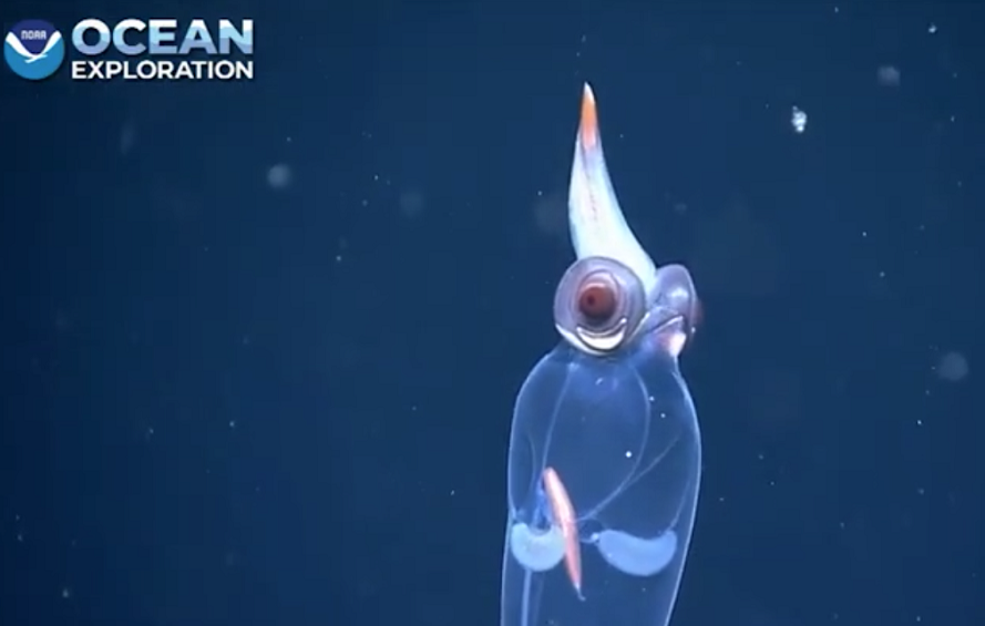 Con mực thủy tinh này có vẻ ngoại hình lạ kỳ, với mắt đỏ như quỷ, nhô ra từ một bên đầu. Thoạt nhìn, con mực này giống "người ngoài hành tinh" với đôi mắt đỏ.