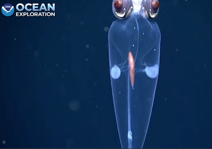 Còn có một khoảnh khắc thú vị khi một trong những nhãn cầu của con mực co lại nhanh chóng trong các đĩa màu tím xung quanh, tương tự như hành vi chớp mắt ở con người và các loài động vật khác.