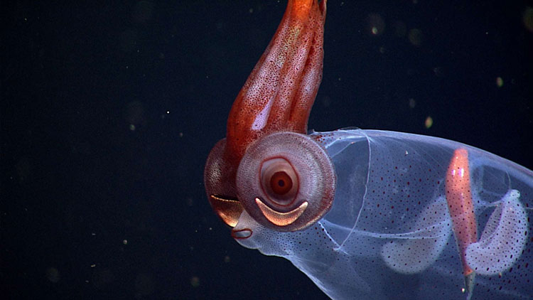 Đặc điểm nổi bật của loài này là khả năng phát quang sinh học, được tạo ra bởi hai cơ quan dưới mắt, gọi là tế bào quang điện. Ánh sáng này giúp con mực tồn tại dưới đáy đại dương và tạo ra hiệu ứng vô hình đối với con mồi và kẻ săn mồi.