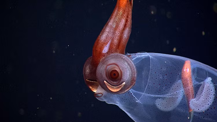 Đặc điểm nổi bật của loài này là khả năng phát quang sinh học, được tạo ra bởi hai cơ quan dưới mắt, gọi là tế bào quang điện. Ánh sáng này giúp con mực tồn tại dưới đáy đại dương và tạo ra hiệu ứng vô hình đối với con mồi và kẻ săn mồi.