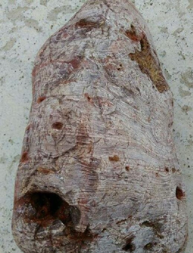 Câu chuyện kể về một người nông dân tên Tiểu Dương ở Dương Sóc, Quảng Tây, Trung Quốc. Một ngày, anh tình cờ đạp trúng một khúc gỗ dính đầy bùn đất khi đi chơi ở bãi cạn mà sau này anh mới biết đó là một báu vật.