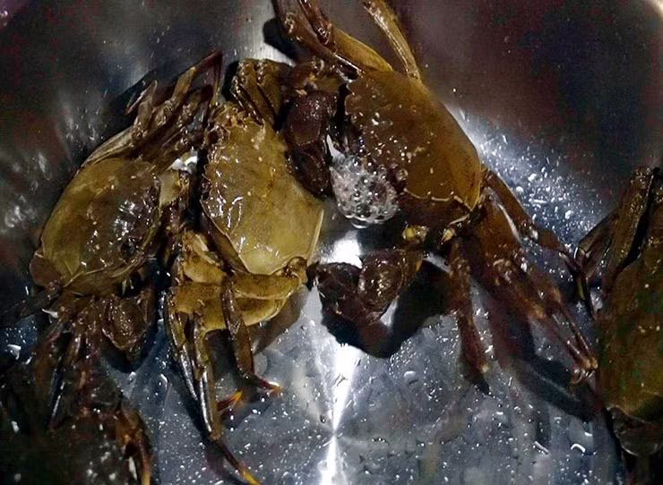 Sự phân biệt chính xác giữa các loài cua là một phần quan trọng trong việc bảo tồn và quản lý tài nguyên sinh vật biển.