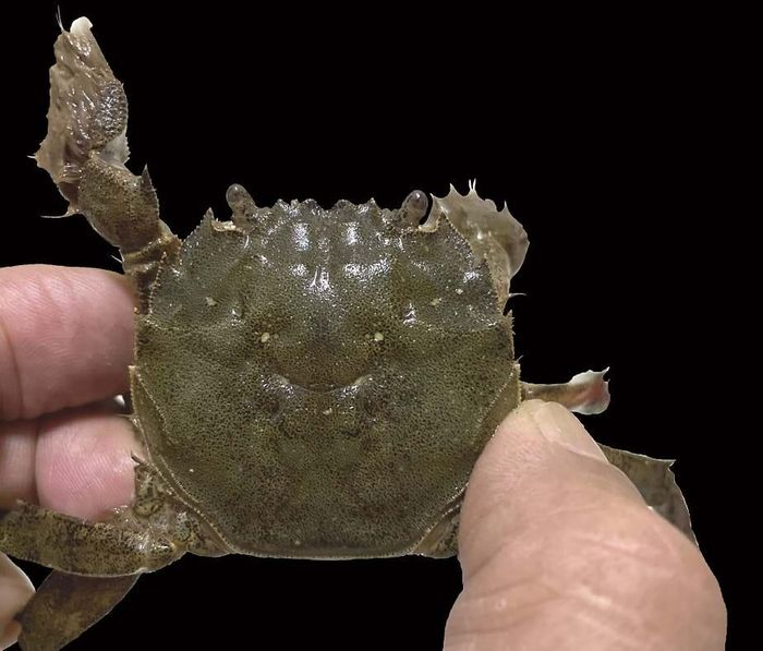 Gần đây, một nhóm các nhà nghiên cứu đến từ Anh, Việt Nam và Singapore đã công bố một phát hiện đầy thú vị về loài cua lông Hepu (Eriocheir hepuensis Dai 1991) tại Việt Nam, mở ra cánh cửa mới trong việc tìm hiểu về sự đa dạng của các loài cua trong khu vực.