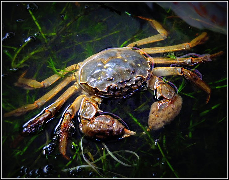 Cua lông Hepu thuộc họ Rạm, đam, hay rạm biển (Varunidae) và có vùng phân bố tự nhiên từ Quảng Ninh đến Thanh Hóa. Điều thú vị là loài này đã gây ra nhầm lẫn trong quá khứ, khi một số tác giả hiểu nhầm sự xuất hiện của loài cua lông Trung Quốc (Eriocheir sinensis) và cua lông Nhật Bản (Eriocheir japonica) ở Bắc Việt Nam.