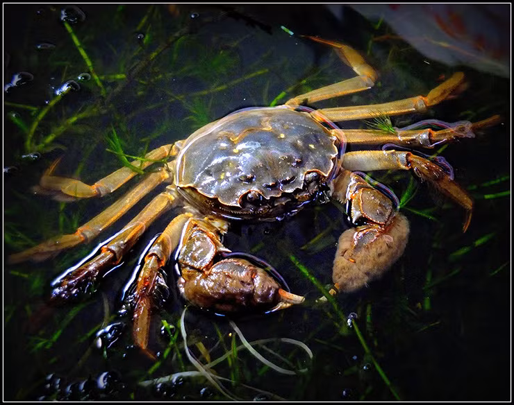 Cua lông Hepu thuộc họ Rạm, đam, hay rạm biển (Varunidae) và có vùng phân bố tự nhiên từ Quảng Ninh đến Thanh Hóa. Điều thú vị là loài này đã gây ra nhầm lẫn trong quá khứ, khi một số tác giả hiểu nhầm sự xuất hiện của loài cua lông Trung Quốc (Eriocheir sinensis) và cua lông Nhật Bản (Eriocheir japonica) ở Bắc Việt Nam.