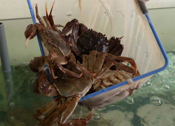 Người sành ăn thường lựa chọn các con màu vàng để thưởng thức thịt mẩy và cua màu đen để tận hưởng hương vị ngọt ngào. Cua lông Hepu có thể được chế biến thành nhiều món ăn ngon như rang me, hấp, đặc biệt là món lẩu độc đáo. Giá của một cân cua cà ra từ 300.000 - 400.000 đồng tùy to nhỏ nhưng không phải cứ có tiền là kiếm được.