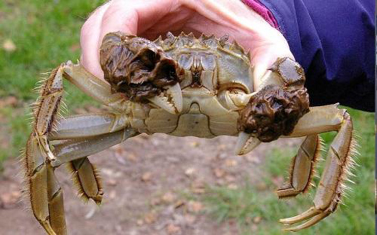 Mùa sinh sản của cua lông Hepu đặc biệt thu hút sự chú ý, khi chúng di cư xuôi dòng tới vùng nước lợ và biển để sinh sản. Cua con sau khi sinh hạ lại di cư ngược lên khu vực nền đá của sông suối để tiếp tục quá trình sinh trưởng và đẻ trứng.
