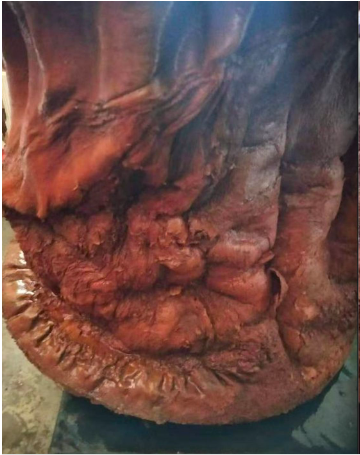 Ngày hè năm 2022, một người đàn ông tên là ông Mưu sống ở thành phố Đại Liên, tỉnh Liêu Ninh, Trung Quốc, đã tình cờ nhặt được một "vật thể lạ" trên bãi cỏ ven đường trong khu đô thị mới. (Ảnh: Sohu)