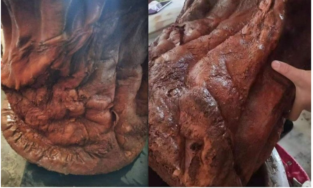 "Vật thể lạ" này có vẻ ngoài giống một khúc gỗ hình trụ, nhưng màu nâu đỏ, và ông Mưu chưa từng thấy khúc gỗ nào như vậy trước đây. Khi ông Mưu chạm vào bề mặt của nó, ông đã cảm nhận được sự đàn hồi, khiến ông nghi ngờ đó có thể là nấm linh chi Thái tuế. (Ảnh: Sohu)