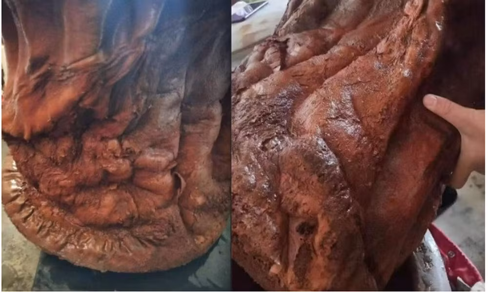 "Vật thể lạ" này có vẻ ngoài giống một khúc gỗ hình trụ, nhưng màu nâu đỏ, và ông Mưu chưa từng thấy khúc gỗ nào như vậy trước đây. Khi ông Mưu chạm vào bề mặt của nó, ông đã cảm nhận được sự đàn hồi, khiến ông nghi ngờ đó có thể là nấm linh chi Thái tuế. (Ảnh: Sohu)