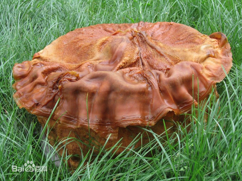 Ông Mưu đã thử nghiệm bằng cách ngâm khúc gỗ trong nước và nhận thấy nó hút nước rất nhanh và sau 1 ngày ngâm, trọng lượng của nó đã tăng lên 60 kg. Để xác định chắc chắn, ông Mưu đã lên mạng tìm kiếm thông tin về nấm linh chi Thái tuế và đã thực hiện nhiều phương pháp kiểm tra khác nhau.