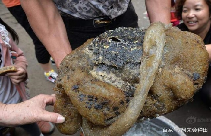 Nấm linh chi Thái tuế là một loại nấm quý hiếm được đánh giá cao trong y học cổ truyền và được biết đến với nhiều tác dụng dược lý đa dạng. Trong nấm linh chi Thái tuế có chứa nhiều hoạt chất có lợi cho sức khỏe như germani, polysaccharide, acid ganodermic và nhiều chất khác.