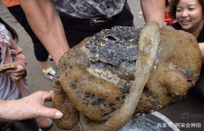 Nấm linh chi Thái tuế là một loại nấm quý hiếm được đánh giá cao trong y học cổ truyền và được biết đến với nhiều tác dụng dược lý đa dạng. Trong nấm linh chi Thái tuế có chứa nhiều hoạt chất có lợi cho sức khỏe như germani, polysaccharide, acid ganodermic và nhiều chất khác.