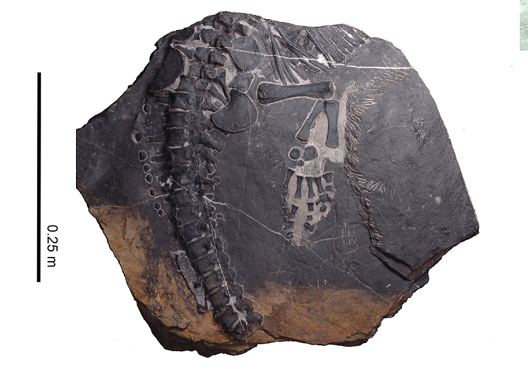 Mặc dù lớn hơn so với nhiều sinh vật cùng thời, nhưng nó vẫn chưa phát triển đến kích thước khổng lồ của giai đoạn kỷ Phấn Trắng sau này.