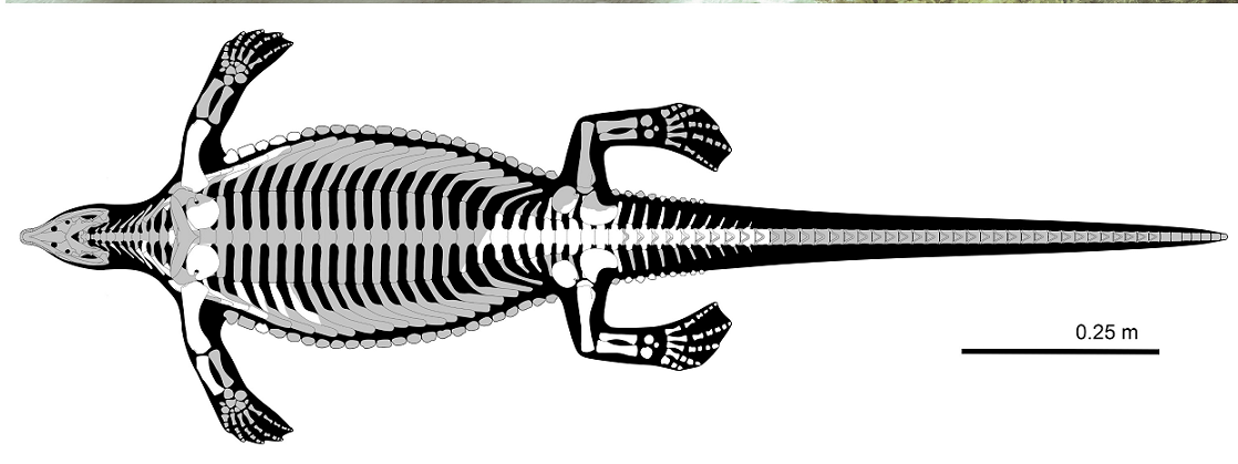 Nghiên cứu về Prosaurosphargis yingzishanensi mang ý nghĩa quan trọng trong việc hiểu sự tiến hóa và thay đổi môi trường trong "thời đại quái vật".