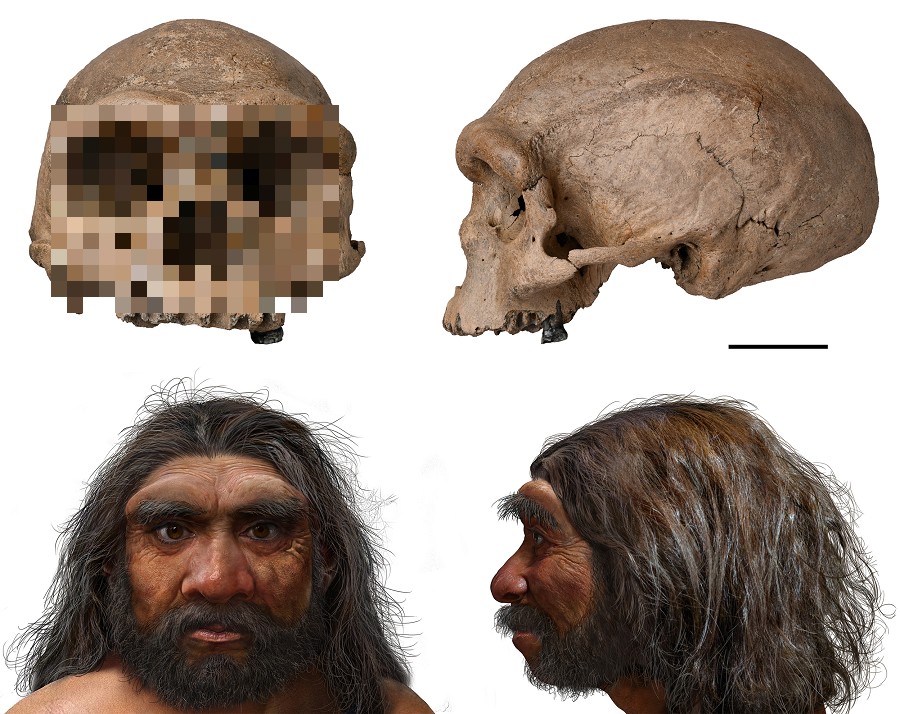 Loài "người Rồng" được phát hiện lần đầu tiên vào cuối thế kỷ 19, tuy nhiên, trong bối cảnh khoa học kỹ thuật lúc bấy giờ, việc nghiên cứu về mối quan hệ di truyền của loài này còn rất hạn chế. Mãi đến những năm gần đây, với sự phát triển nhanh chóng của công nghệ gene, các nhà khoa học mới bắt đầu đi sâu nghiên cứu gene của "người Rồng".