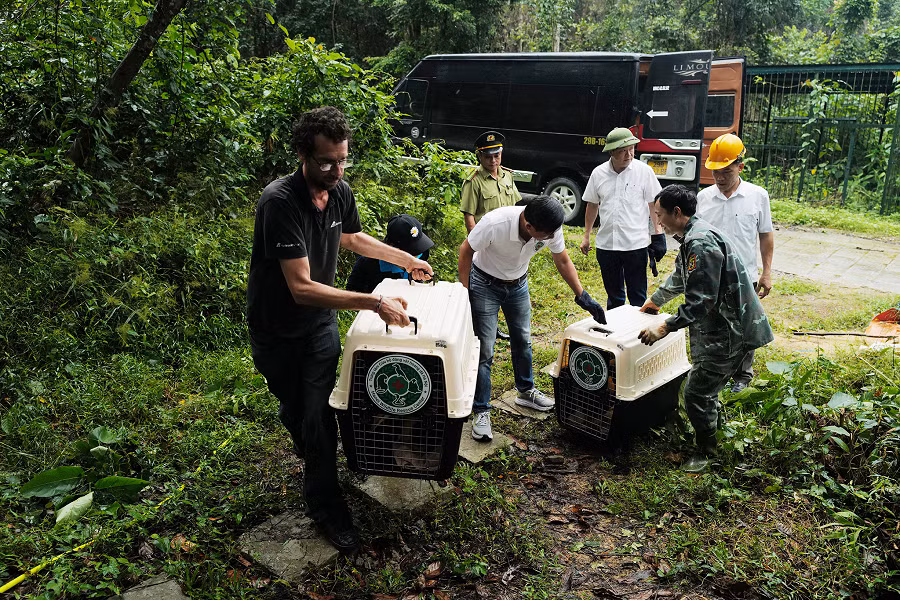 Việc tái thả chim hồng hoàng được thực hiện tại núi U Bò, vùng có hệ sinh thái tốt và động, thực vật đa dạng ở Phong Nha - Kẻ Bàng.
