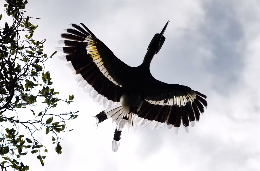 Mũ mỏ rỗng bằng keratin hay chất sừng (một protein dạng sợi) kéo dài từ phần phía trên mỏ cho đến xương sọ và chưa rõ mục đích để làm gì mặc dù người ta tin rằng nó là kết quả của chọn lọc giới tính. Chiếc mũ mỏ này chiếm 11% trọng lượng cơ thể con chim.