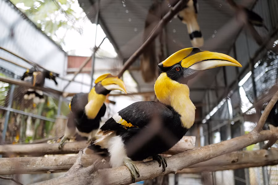 Đây là 2 trong số 4 con chim hồng hoàng được Trung tâm cứu hộ Động vật hoang dã Hà Nội tiếp nhận từ công an huyện Tiên Yên, Quảng Ninh vào tháng 4/2019. Các con chim này đã được phục hồi bản năng và sức khỏe trong thời gian chăm sóc, và sau đó được thả về tự nhiên.