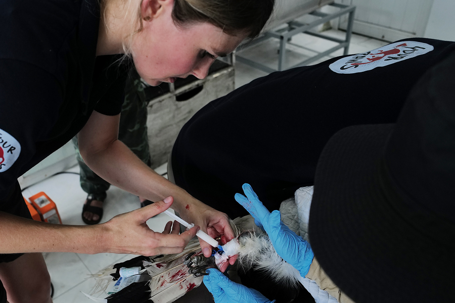 Dự án tái thả chim hồng hoàng tại Vườn quốc gia Phong Nha - Kẻ Bàng đã điều chỉnh và thực hiện theo các tiêu chí bảo tồn của Liên minh Quốc tế về thiên nhiên và tài nguyên thiên nhiên (IUCN). Chuồng tập bay đã được xây dựng để giúp chim phát triển cơ bắp và khả năng bay sau thời gian dài nuôi nhốt.