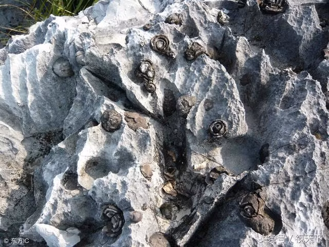 1. Hoa đá Trường Thọ: Tại Cổ Lâu Đồn, Quảng Tây, Trung Quốc, núi Trường Thọ, có những tảng đá hình hoa hồng nở rực rỡ trên vách đá. Những tảng đá thần kỳ này có thời kỳ nở hoa và khô héo, được xem là "đẹp nhất thế giới".