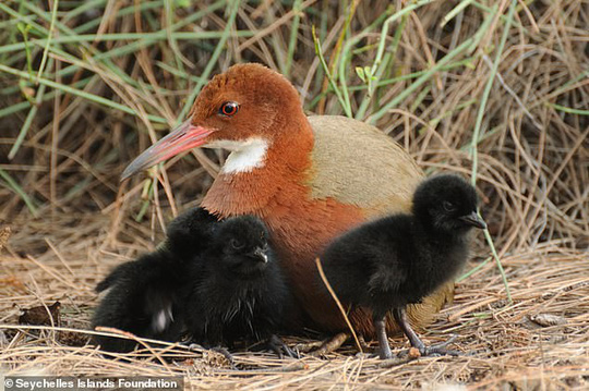 Tuy nhiên, gần đây gà nước họng trắng Madagasca đã "đội mồ sống dậy" sau 136.000 năm tuyệt chủng.