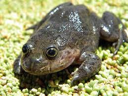 Các nhà nghiên cứu về động vật ăn cỏ đã phát hiện thấy một số con trưởng thành và nòng nọc Telmatobius halli tại một ốc đảo suối nước nóng nhỏ trên sa mạc Atacama ở độ cao hơn ba nghìn mét so với mực nước biển. Theo các nhà khoa học, những con vật này là loài sống dưới nước nhỏ bé. Chỉ trong 5 phút ra khỏi mặt nước, chúng sẽ chết. Do đó bảo vệ môi trường sống của nó là cực cần thiết trước khi quá muộn.