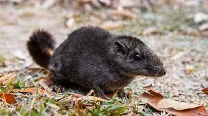 Chuột đá Lào có một chiếc đầu khá lớn cùng chiếc đuôi rậm lông đặc trưng. Một con chuột đá Lào trưởng thành dài khoảng 26 cm (tính cả chiều dài đuôi), nặng khoảng 400 gram. Loài vật tưởng như đã tuyệt chủng này từng được phát hiện tại một số vùng thuộc Việt Nam.