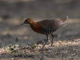 Sau hàng ngàn năm, tạo hóa hài hước đã tiến hóa người họ hàng này thành một sinh vật y chang loài vật đã tuyệt chủng. Vậy là, theo một cách đầy huyền hoặc, sinh vật này đã lấy lại thân xác của chúng, nhưng phần "hồn" thực chất là một loài họ hàng.