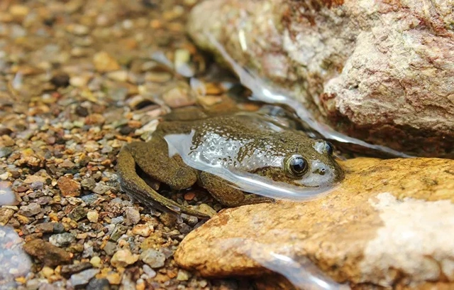 2. Ếch nước Hall trên sa mạc: Loài ếch này được nhìn thấy lần cuối vào năm 1935, khi nhà thám hiểm người Mỹ Frank Gregory Hall đã bắt được sáu con cái, chụp ảnh và mô tả loài.