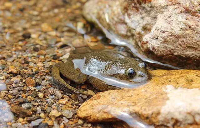 2. Ếch nước Hall trên sa mạc: Loài ếch này được nhìn thấy lần cuối vào năm 1935, khi nhà thám hiểm người Mỹ Frank Gregory Hall đã bắt được sáu con cái, chụp ảnh và mô tả loài.
