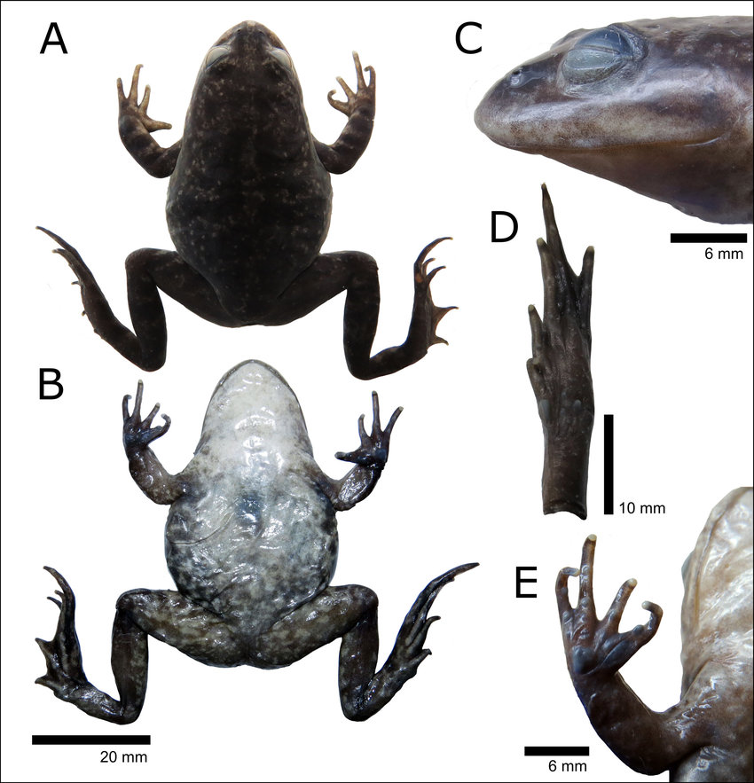 Năm 2020, một nhóm các nhà khoa học từ Đại học Công giáo Temuco đã đến sa mạc Atacama với hy vọng tìm thấy loài ếch nước Hall nhỏ bé (Telmatobius halli).