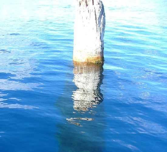 Được gọi là "The Old Man of the Lake" (Ông già của hồ nước), thân cây khổng lồ này có chiều cao khoảng 9,1m và nhô lên khỏi mặt nước hồ khoảng 1,2m.