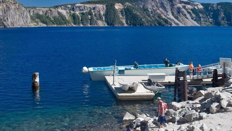 Vào năm 1902, Diller đã công bố nghiên cứu đầu tiên về thân cây này, chỉ ra rằng nó không chỉ nổi nhấp nhô ở một vị trí cố định, mà trong vòng 5 năm sau khi phát hiện, nó đã di chuyển khoảng 400m trên hồ Crater.