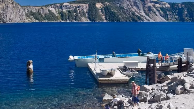 Vào năm 1902, Diller đã công bố nghiên cứu đầu tiên về thân cây này, chỉ ra rằng nó không chỉ nổi nhấp nhô ở một vị trí cố định, mà trong vòng 5 năm sau khi phát hiện, nó đã di chuyển khoảng 400m trên hồ Crater.