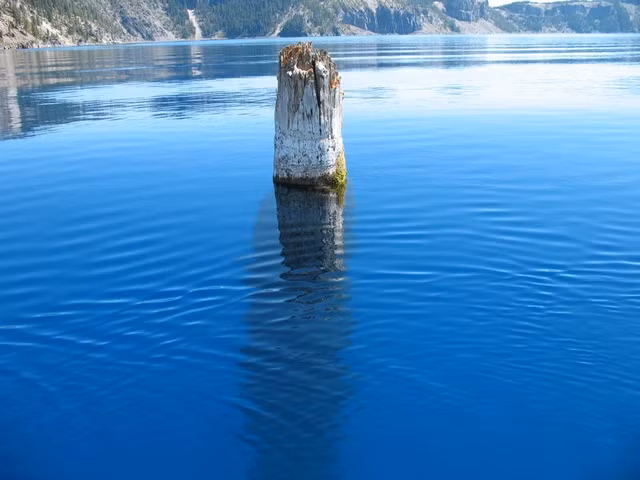 Mặc dù không ai có lời giải thích chính xác, một số giả thuyết đã được đưa ra. Một trong số đó là khả năng cây bị cuốn trôi xuống hồ nhiều thập kỷ trước đó, khiến cây đứng thẳng do đá bám vào gốc cây. Tuy nhiên, điều này không có bằng chứng thực tế chứng minh.