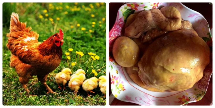 Những dị vật này tạo thành cục to trong dạ dày gà sau một thời gian lắng đọng.