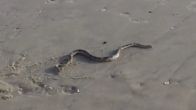 Con rắn được ước tính dài hơn 1 mét, nặng khoảng 3kg và khoảng 10 năm tuổi.