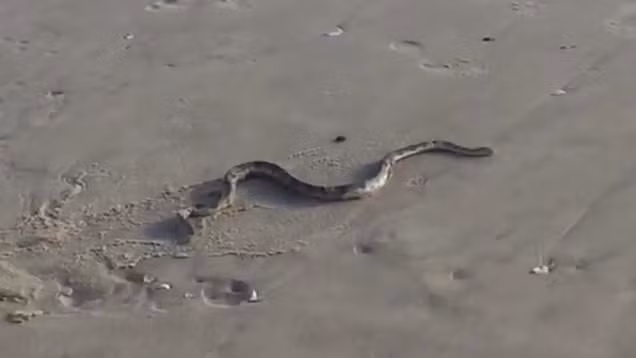 Con rắn được ước tính dài hơn 1 mét, nặng khoảng 3kg và khoảng 10 năm tuổi.