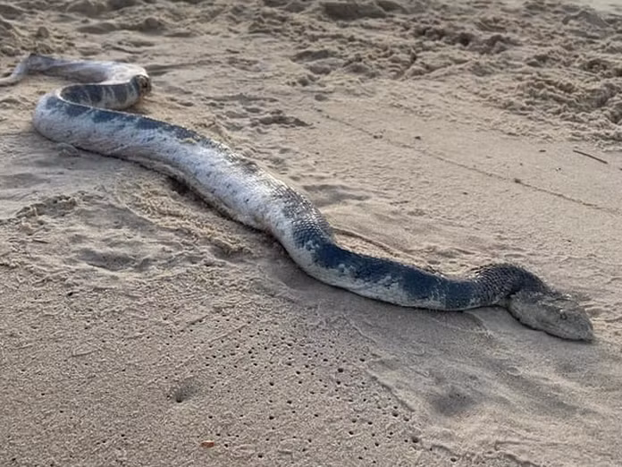 Nhiều cư dân mạng đã thể hiện sự kinh ngạc trước cảnh tượng này và hy vọng rằng con rắn biển sẽ được cứu sống và thả trở lại biển sau khi hồi phục.