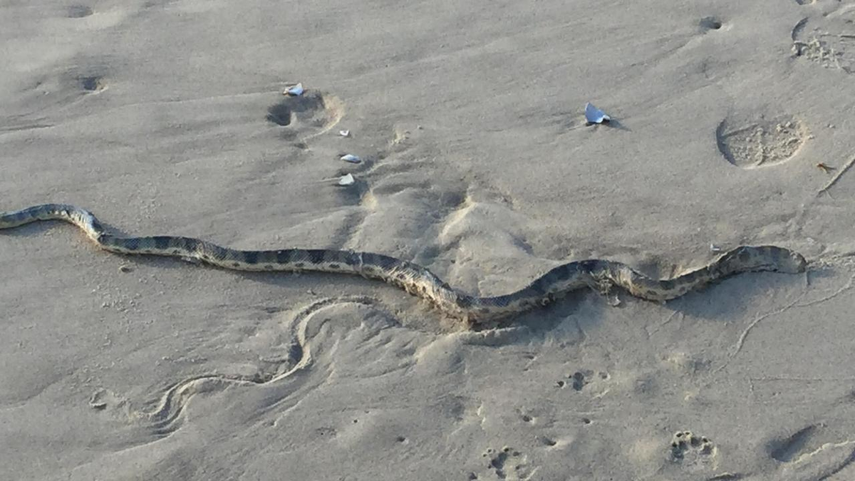  Con vật kịch độc này có vẻ thoi thóp và bị thương ở thân, có dấu hiệu giống như bị một kẻ săn mồi tấn công. Các chuyên gia bắt rắn đã đến hiện trường để kiểm tra và quyết định đưa con rắn này đến bệnh viện thú y để chăm sóc.