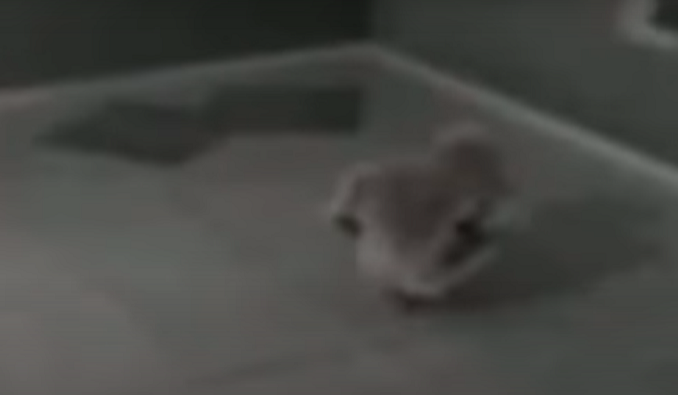 Tuy nhiên, sau khi nhóm điều tra tìm hiểu, họ đã phát hiện ra rằng đoạn video này là giả mạo. Người đăng tải video ban đầu, Philipe Kling David, là Chủ tịch một công ty về dịch vụ nghe nhìn, thiết kế web và sản xuất phim hoạt hình có hiệu ứng đặc biệt. (Ảnh chụp từ clip)