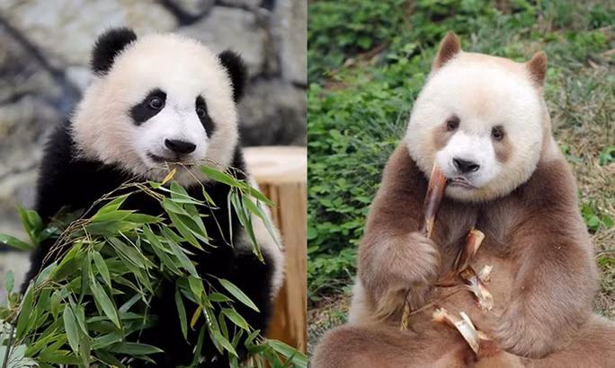 Đây không phải lần đầu tiên xương gấu trúc được tìm thấy trong mộ, trước đó, vào những năm 1970, các nhà khảo cổ học cũng đã phát hiện ra hộp sọ của một con gấu trúc được chôn bên ngoài lăng mộ của Thái hậu - mẹ của Hán Văn Đế.