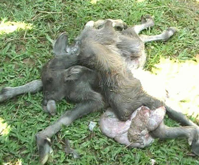 Ở Quảng Ngãi cũng đã từng xuất hiện một chú nghé con có hình dáng kì dị với 8 chân, 4 tai và 2 đuôi. Chủ nhân của chú nghé này là bà Trúc, người dân xóm Nước Liếc, thôn Mai Lãnh Hạ, xã Long Mai, huyện Minh Long.