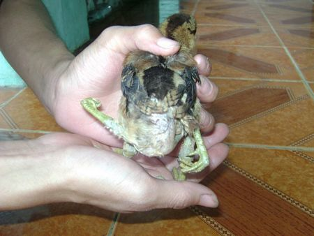 Một trường hợp khác về động vật sơ sinh dị dạng ở tại Quảng Nam. Gia đình ông Trần Đình Liễu ở phố Bàn Thạch, TP. Tam Kỳ trong một lần đi thăm gia đình người thân đã vô tình nhìn thấy một đàn gà mới nở 20 con có một con có tới 4 chân và 2 hậu môn. Con trai ông đã xin về nuôi. Kỳ lạ là chú gà này lớn rất nhanh và hai hậu môn đều có chức năng như nhau. Thậm chí, chú gà này có 1 cặp chân quặp về phía trước, 1 cặp chân quặp về phía sau.