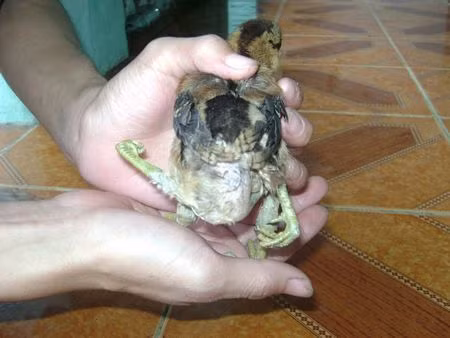 Một trường hợp khác về động vật sơ sinh dị dạng ở tại Quảng Nam. Gia đình ông Trần Đình Liễu ở phố Bàn Thạch, TP. Tam Kỳ trong một lần đi thăm gia đình người thân đã vô tình nhìn thấy một đàn gà mới nở 20 con có một con có tới 4 chân và 2 hậu môn. Con trai ông đã xin về nuôi. Kỳ lạ là chú gà này lớn rất nhanh và hai hậu môn đều có chức năng như nhau. Thậm chí, chú gà này có 1 cặp chân quặp về phía trước, 1 cặp chân quặp về phía sau.